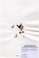 藏品(膜狀網翼藻)的圖片